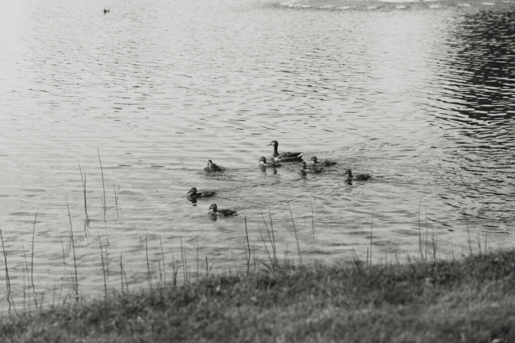 Watersedge wedding venue in Columbus, Ohio, photo of ducklings